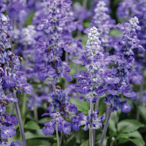 Salvia far. Unplugged® So Blue™