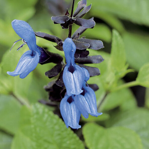 Salvia gua. 'Black and Blue'