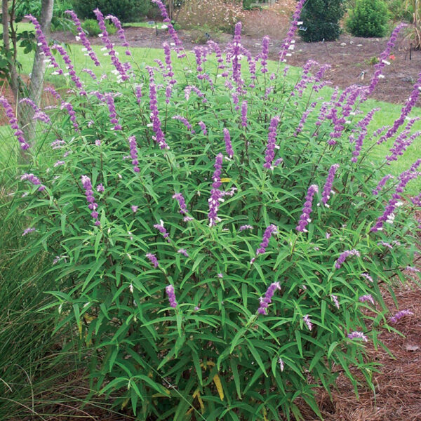 Salvia leucantha