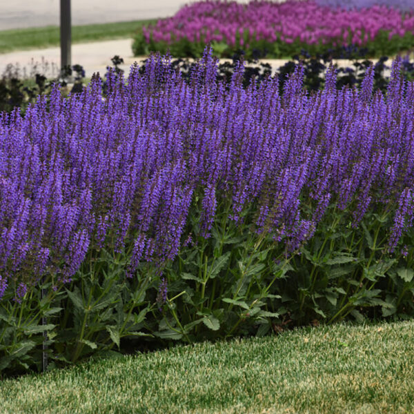 Salvia nem. 'Blue by You'