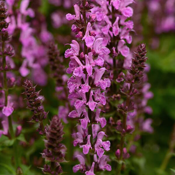 Salvia nem. 'Rose Marvel'