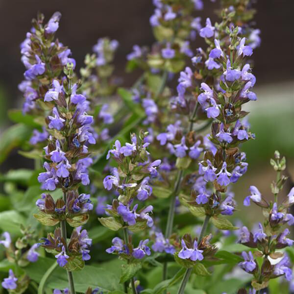 Salvia off. Silver Scent