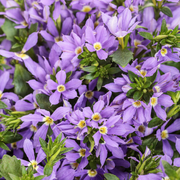 Scaevola Stardiva® Blue
