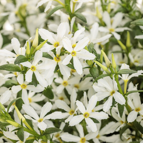 Scaevola Stardiva® White