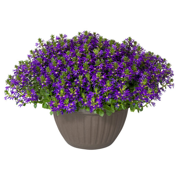 Scaevola Surdiva® Blue Violet