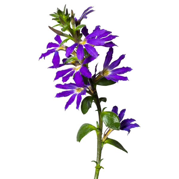 Scaevola Surdiva® Blue Violet - Image 2