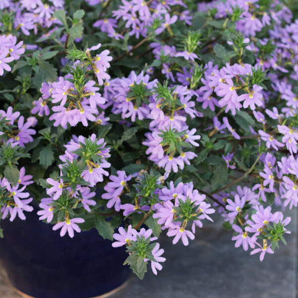 Scaevola Whirlwind® Blue