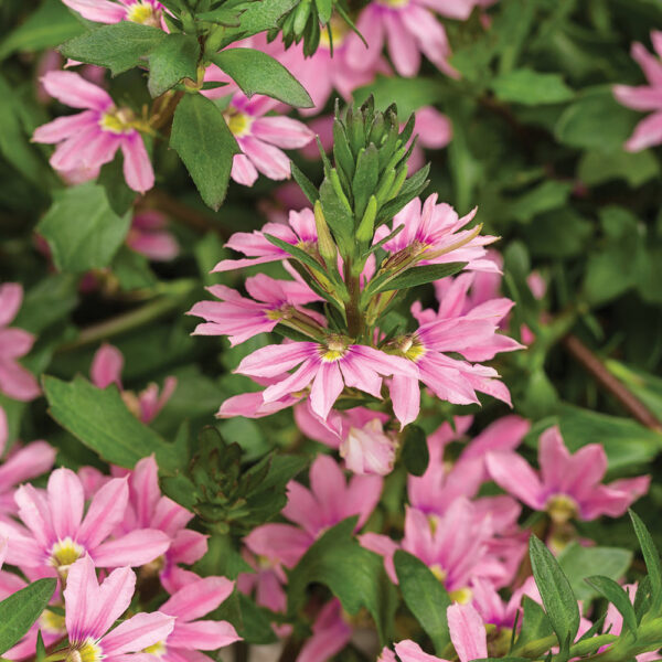 Scaevola Whirlwind® Pink