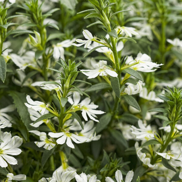 Scaevola Whirlwind® White