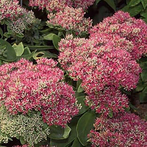 Sedum 'Autumn Fire'