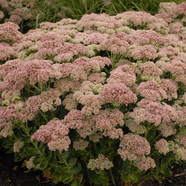 Sedum 'Autumn Joy'