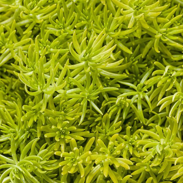 Sedum Lemon Coral™