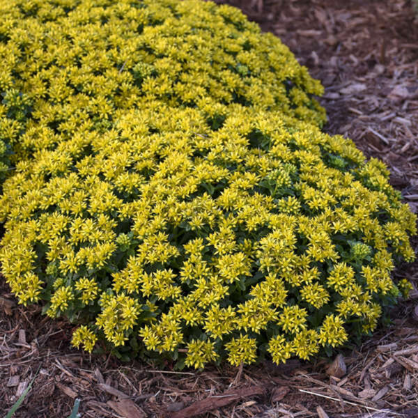 Sedum 'Little Miss Sunshine'