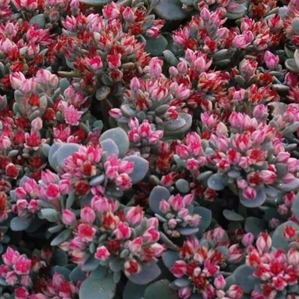 Sedum SunSparkler® Blue Elf