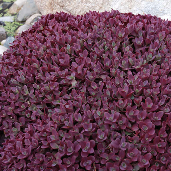Sedum Sunsparkler® 'Firecracker'