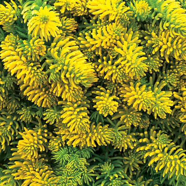 Sedum rup. 'Angelina'
