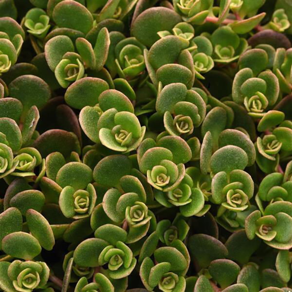 Sedum tet. 'Coral Reef'