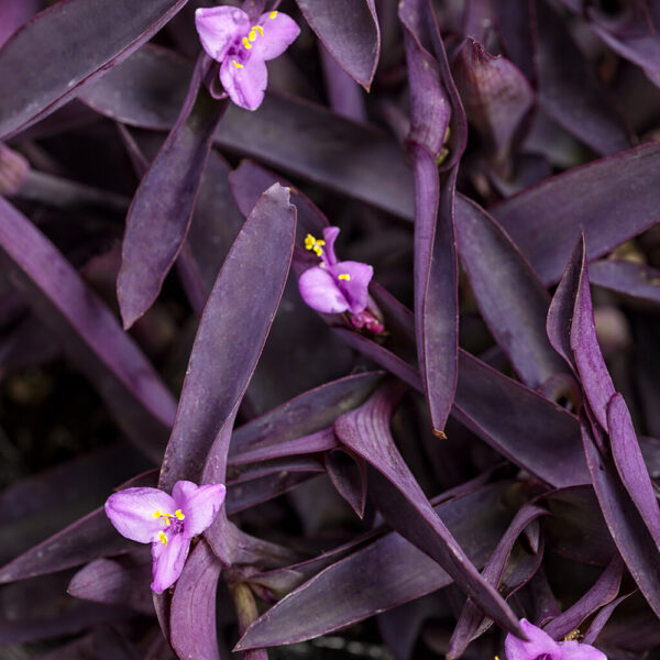 Setcresea pallida