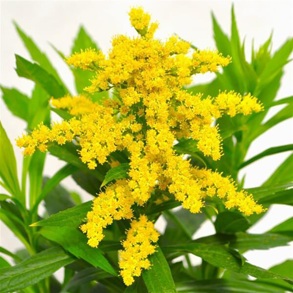 Solidago Spark Plug™