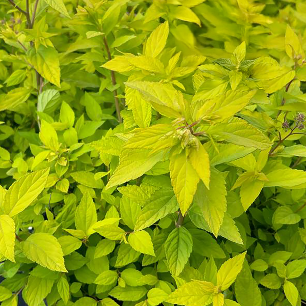 Spiraea jap. 'Gold Mound'