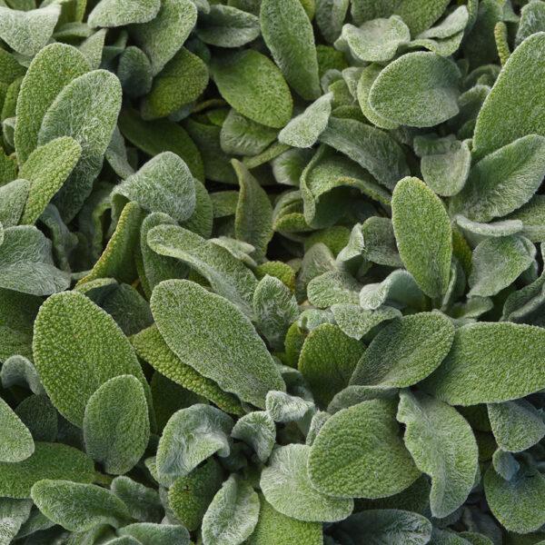 Stachys byz. Little Lamb