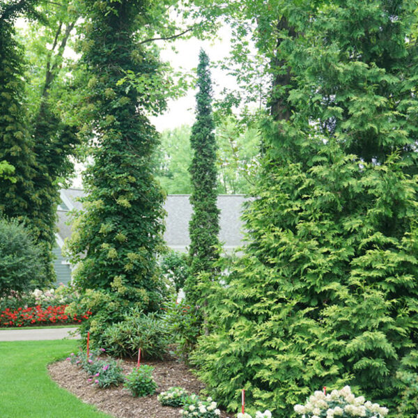 Thuja occ. Sting®