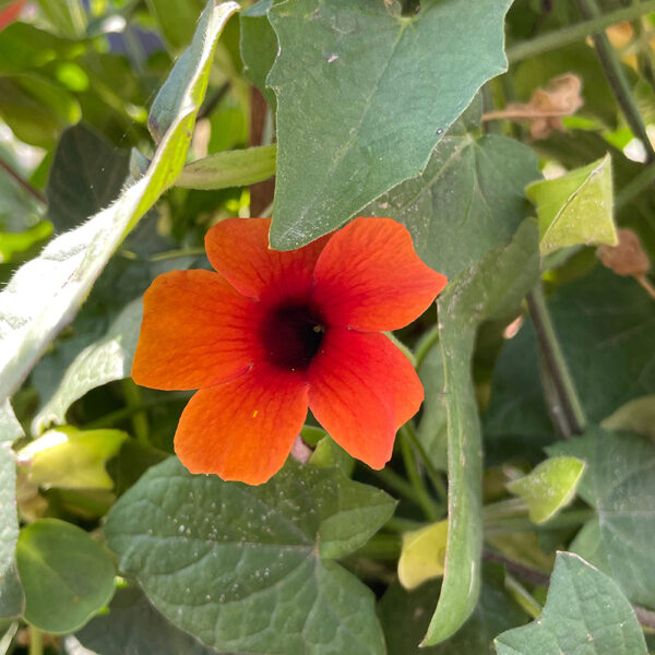 Thunbergia Sunny Susy™ Glow