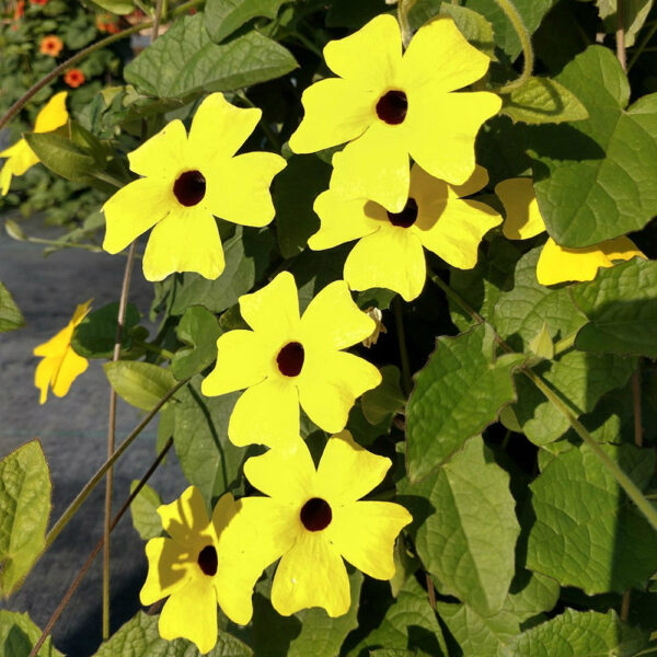 Thunbergia Sunny™ Lemon Star