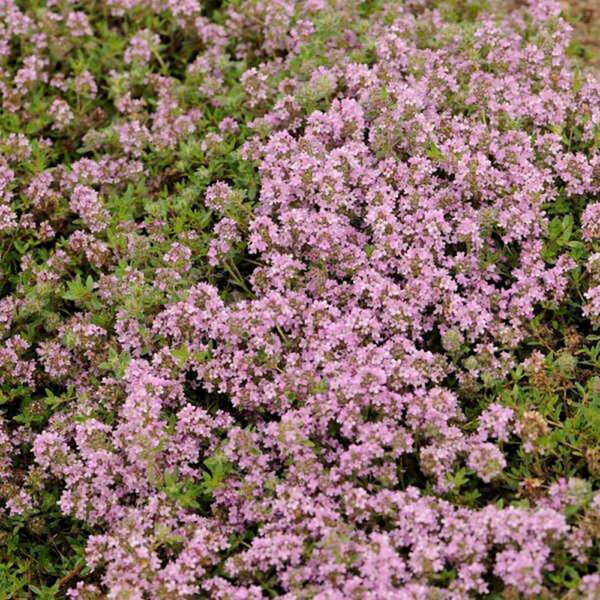 Thymus ser. 'Magic Carpet'
