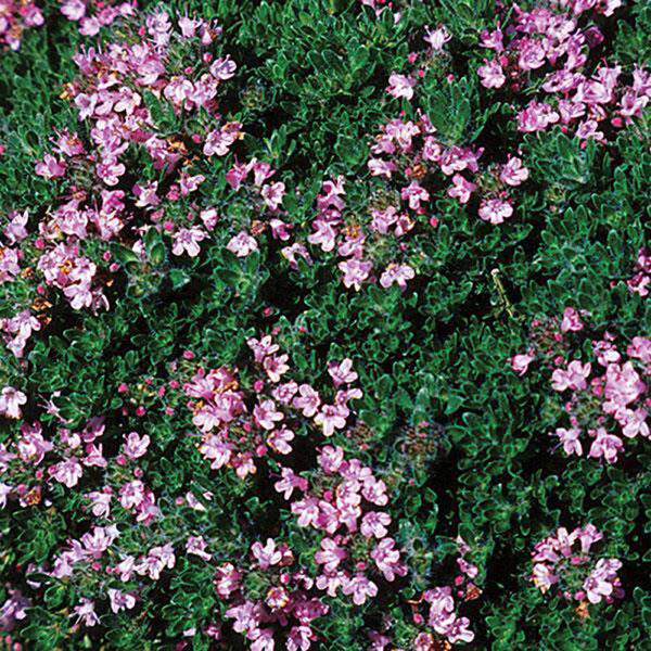 Thymus ser. 'Pink Chintz'