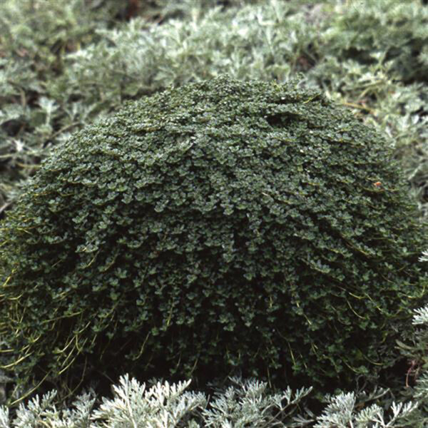 Thymus serp. 'Elfin'