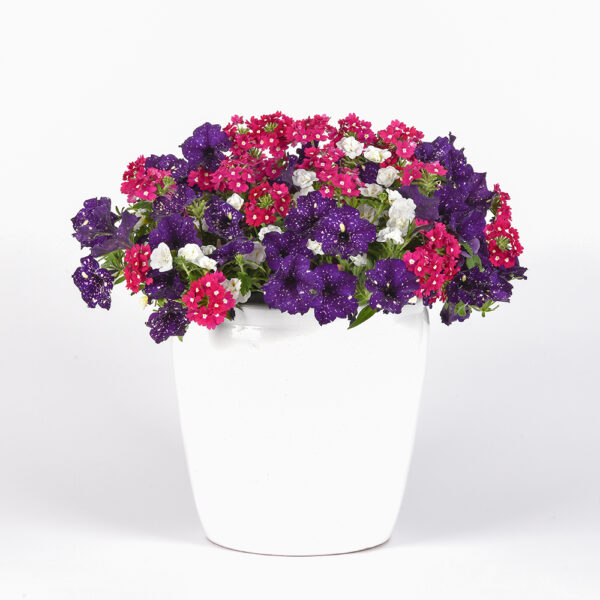 Trixi® Berry Vibes Basket