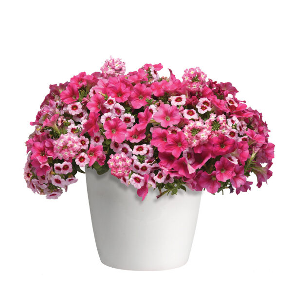 Trixi® Cherry Kiss Basket