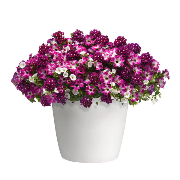 Trixi® Enchanted Evening Basket