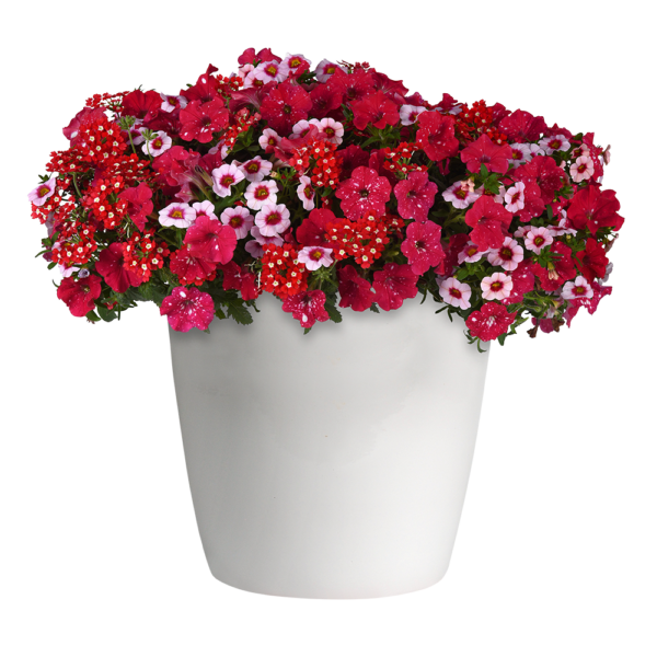 Trixi® Romance In Bloom Basket