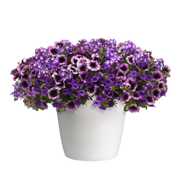 Trixi® Starlight Starbright Basket