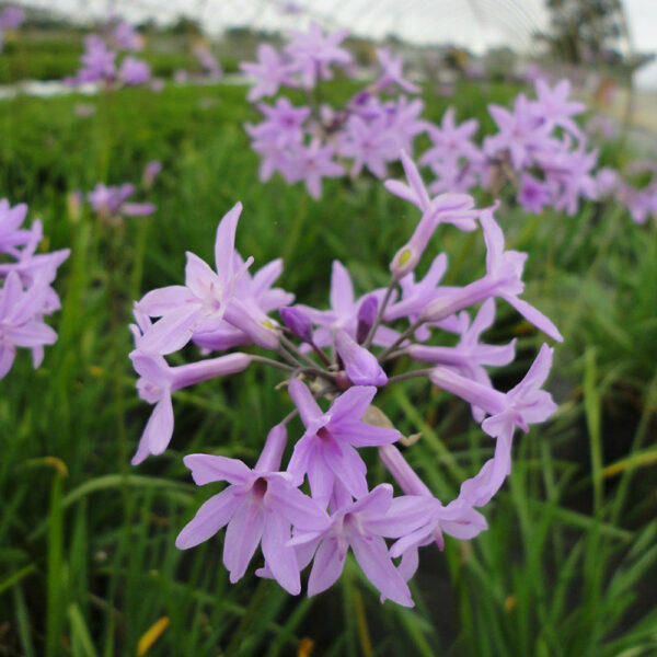 Tulbaghia violacea