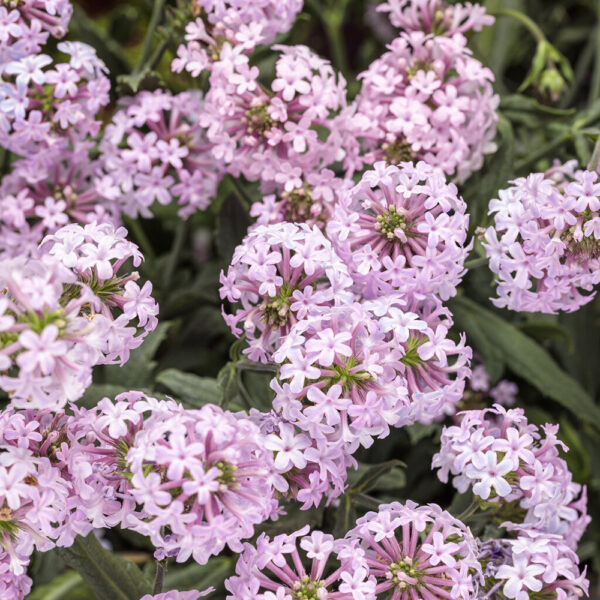 Verbena Cake Pops® Pink