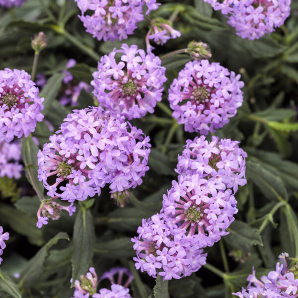 Verbena Cake Pops® Purple