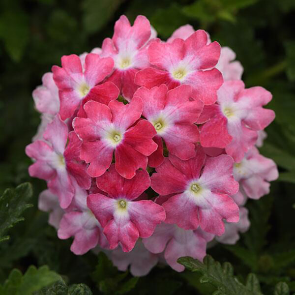 Verbena EnduraScape™ Pink Fizz