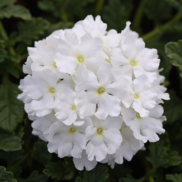 Verbena EnduraScape™ White