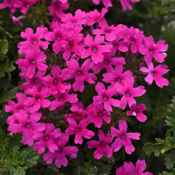Verbena 'Homestead Hot Pink'