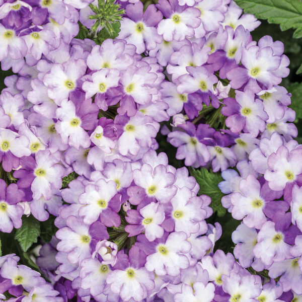 Verbena Superbena Sparkling® Amethyst