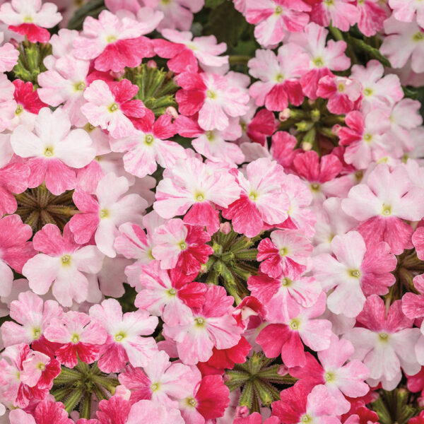 Verbena Superbena Sparkling® Rose