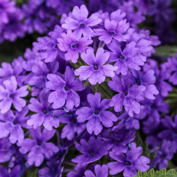 Verbena Superbena® Cobalt™