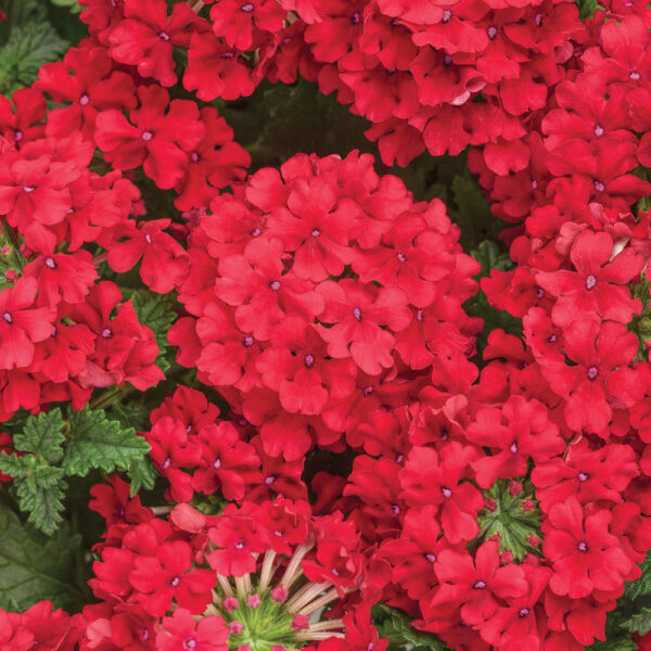 Verbena Superbena® Red