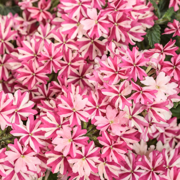 Verbena Superbena® Royale Cherryburst