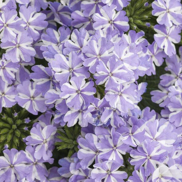 Verbena Superbena® Stormburst