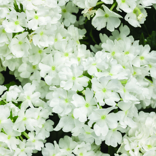 Verbena Superbena® Whiteout™