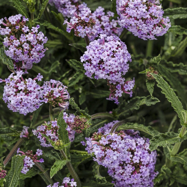 Verbena bon. Meteor Shower®